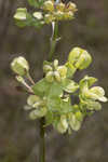 Largeflower milkweed